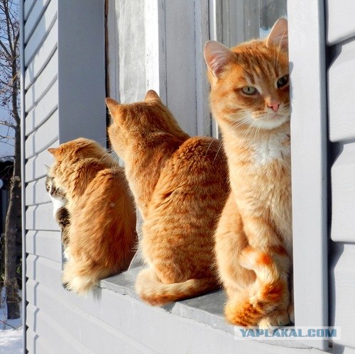 Котовторник!