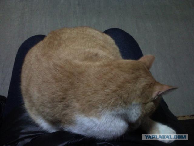 Котовторник 8 мая 2012
