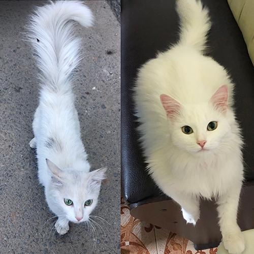 Прикольных котов пост