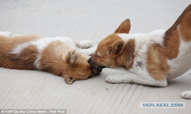 Проявление преданности...