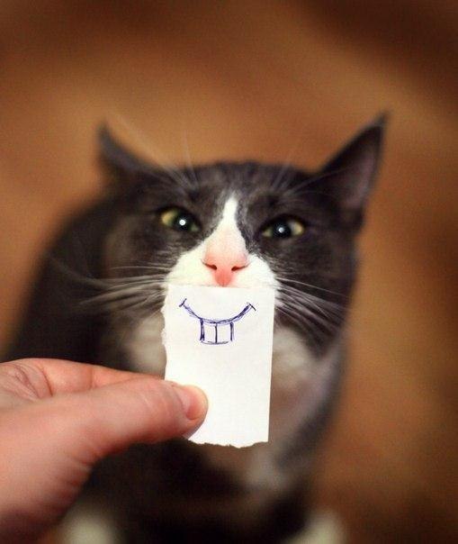 Забавные фото котеек