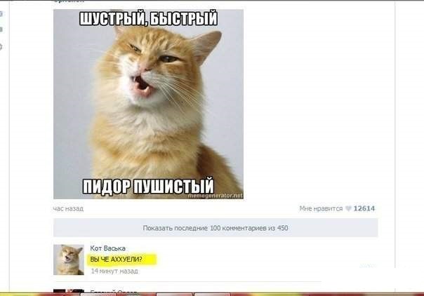 Картинки с котами и про котов