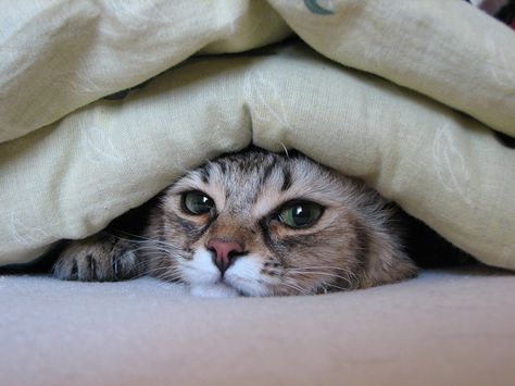 Забавные фото котеек