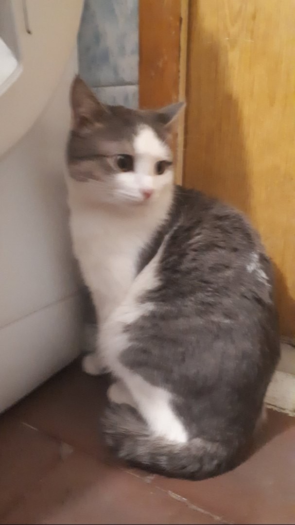 Забавные фото котеек