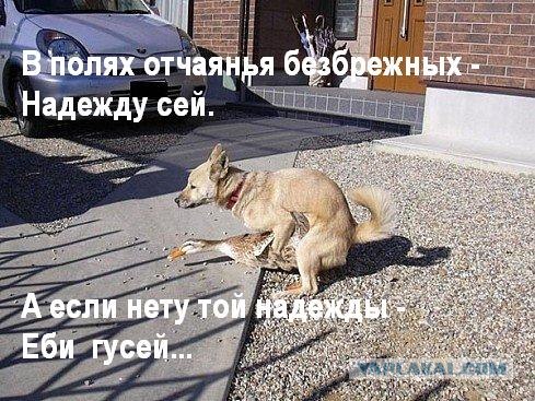 Шимпанзе насилует лягушку