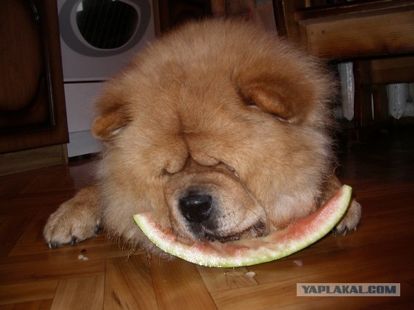 Собака апельсин жувака