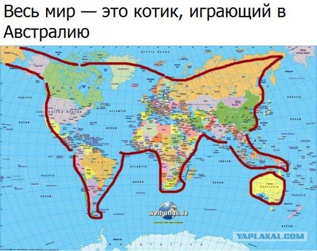 Котам начхать на вашу приватность