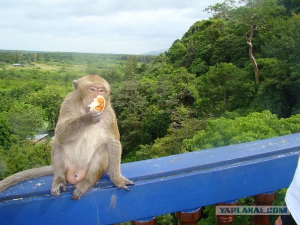 Такой разный остров Самуи