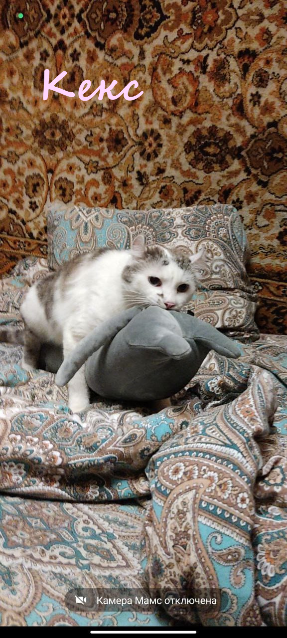 Жизнь домашнего приюта "Котоленд" 361
