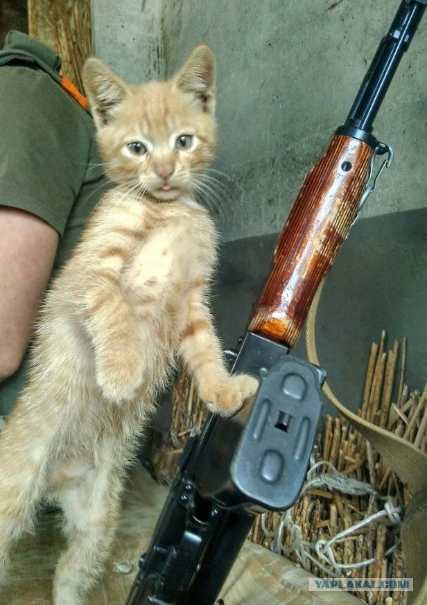 Тактический кот.