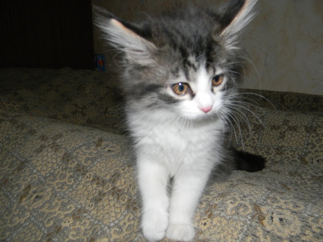 Котовторник 16.04.2013
