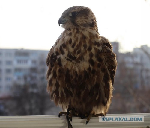 Москвичи спасли сову, которую чуть не заклевали вороны