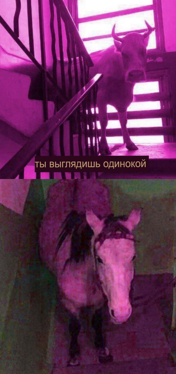 Иерархия коней: Это не волки, здесь нет чести. Жесткие законы табуна и тирания альфы