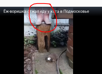 Ёж-воришка отжал еду у кота в Подмосковье