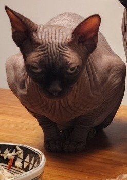 К котовторнику делюсь