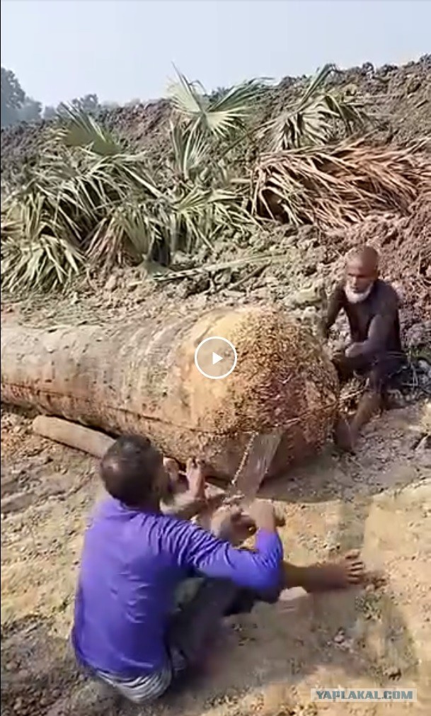 Легким движением руки пальмовый ствол превращается... в 2 лодки