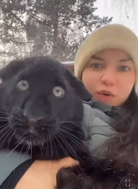 Кот, впервые увидел зебру