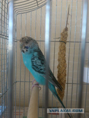 Как я попуганов размножала