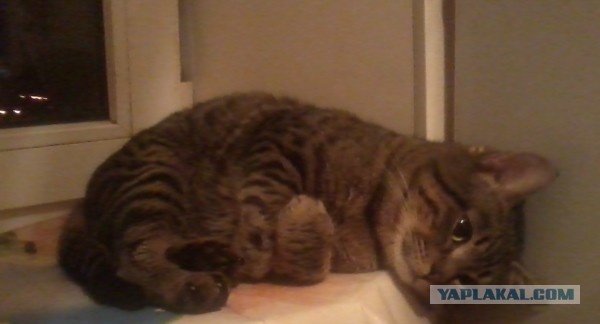 Котовторник 25.02.2014