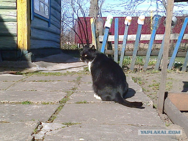 Котовторник   15.04.2014