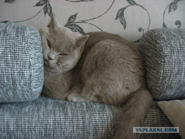 Котовторник  08.07.2014