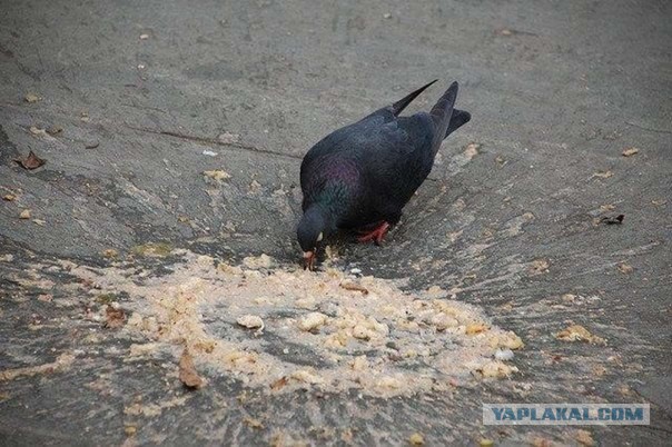 Когда твой пост не понравился