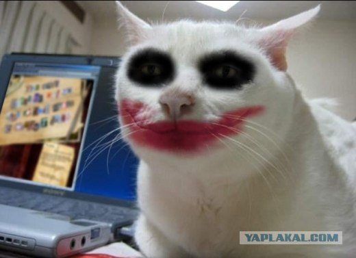 Сравнение выражения эмоций собак и кошек