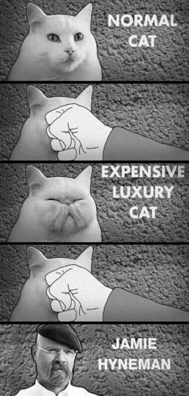 Разница в котах