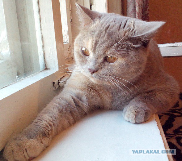 Котовторник 12.08.2014