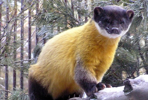 Ласка