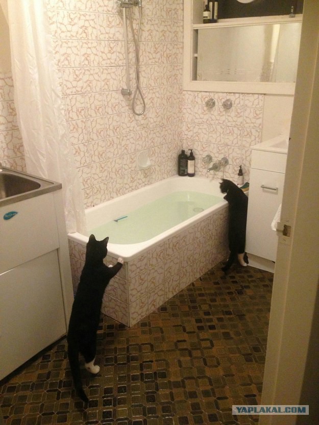 Котовторник 27.01.2015