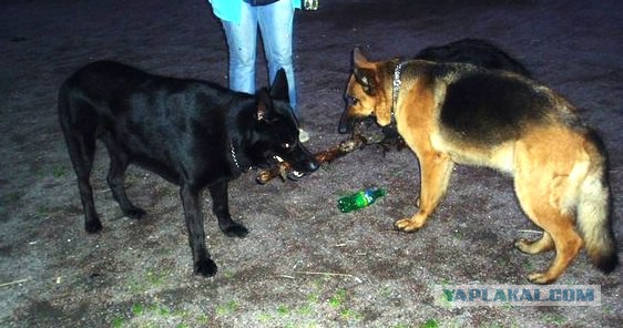 Прогулять сабакина..