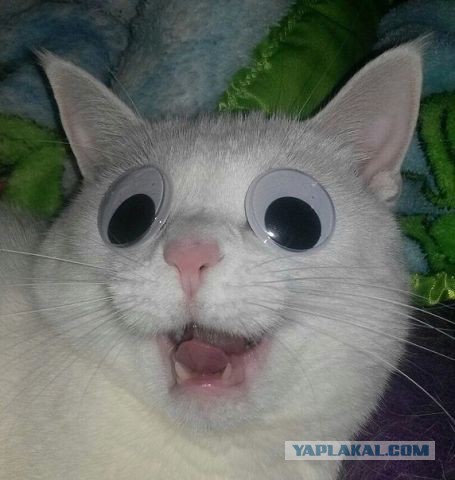 Котовоскресенье