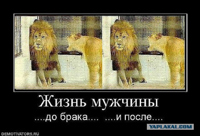 Жизнь до свадьбы... и после...