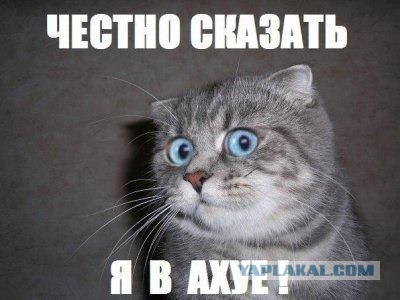 В Киеве собак нарядили в национальные костюмы