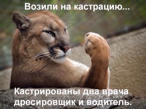 Котовторник