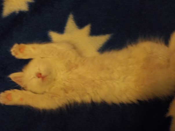 Как спят кошки....
