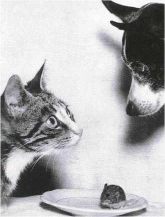 Коты, кошки, котята