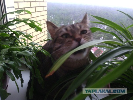 Пост невероятной кошачьей красоты. 25 фот.