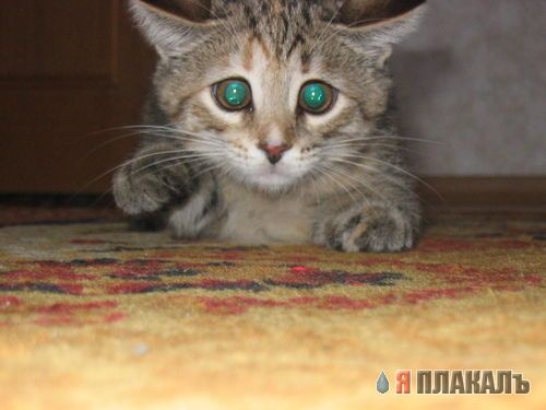 Коты, кошки, котята