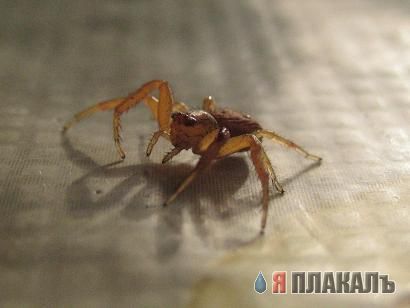 НАСЕКОМЫЕ. Мухи, бабочки, мотыльки, моль, и все летающие твари, пауки
