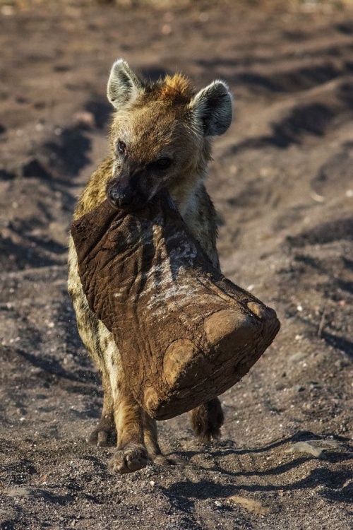 Картинки из ваших интернетов, 18+