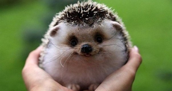 Мохнатые беспредельщики