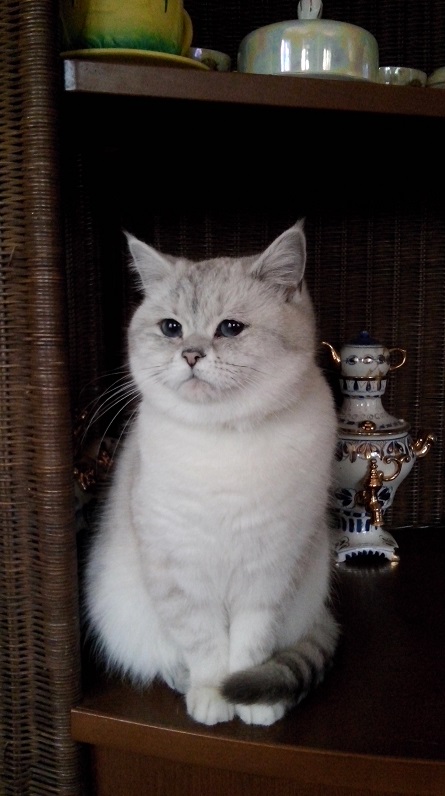 Котовторник 29.03.2016