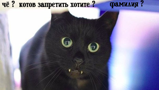 Депутат Мосгордумы предложила запретить кошек в котокафе