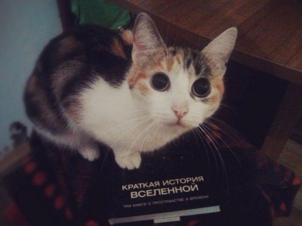 Мохнатые беспредельщики