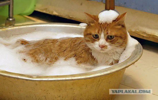 Котоводам на заметку