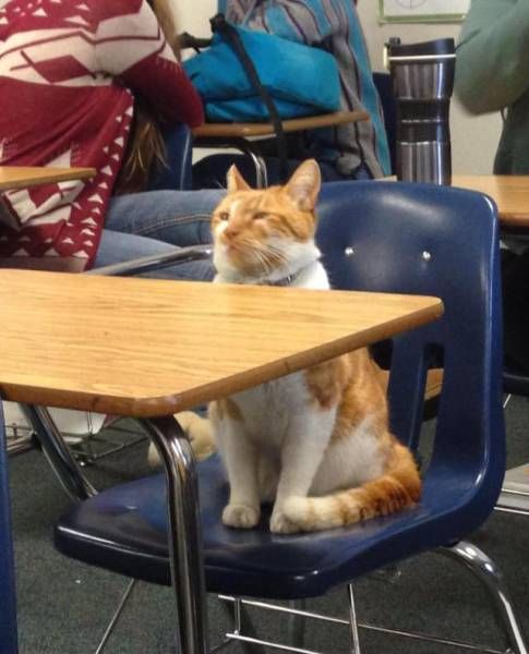 Коты из сети
