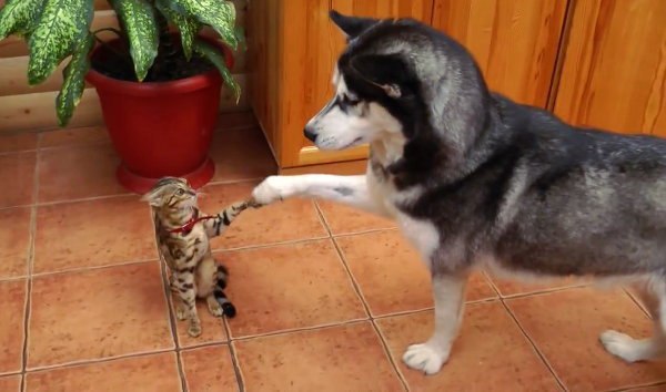 Коты и Кошки