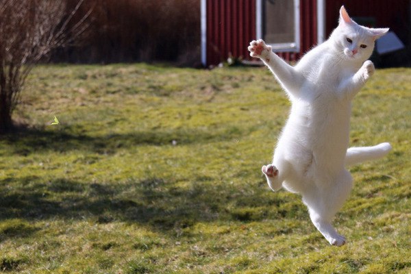 Коты и Кошки
